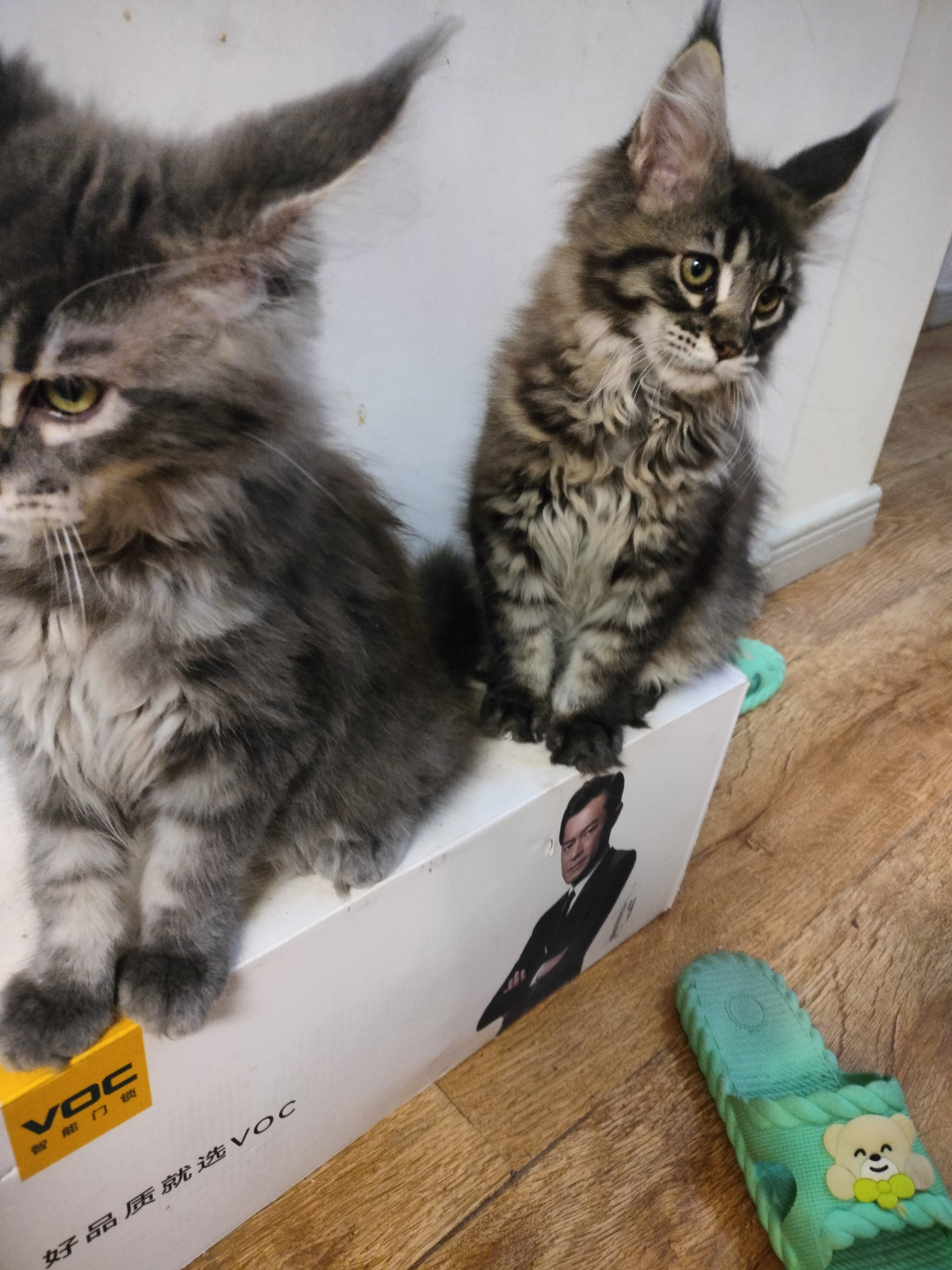 缅因猫妹妹